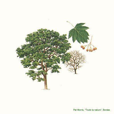 Wild Service - Sorbus torminalis - глоговина, медвежья груша